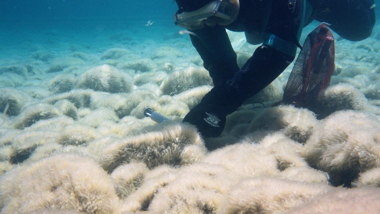 Algae Blooms at Lake Tahoe TERC, Tech, and You Tahoe Environmental Research Center